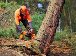 Best Tree Planting Services  in Taylor, AZ