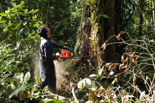 Why Choose Our Tree Removal Services in Taylor, AZ?