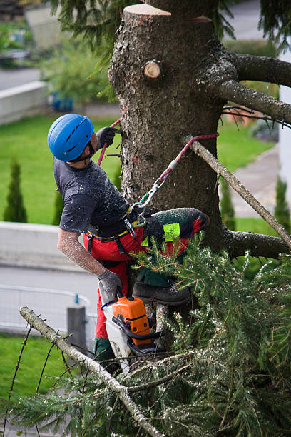 Taylor, AZ  Tree Services Company